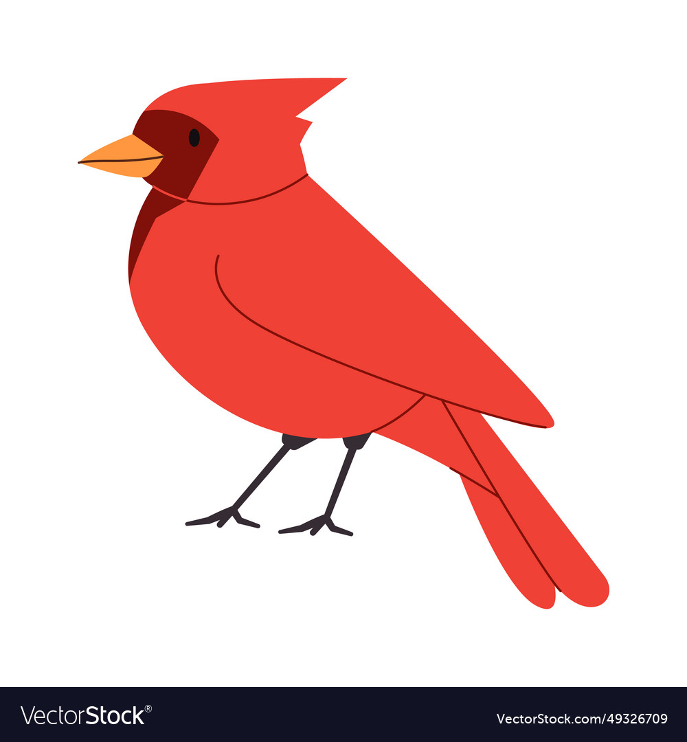 Red color northern cardinal bird small cute Vector Image