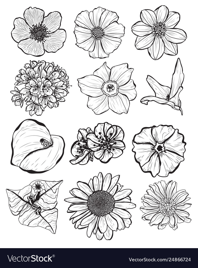 Hand drawn floral decorations