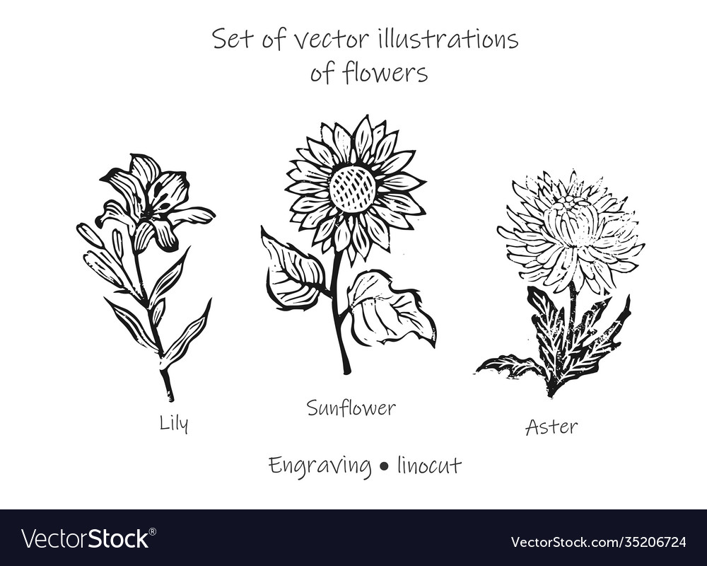 Blumen lily sunflower aster