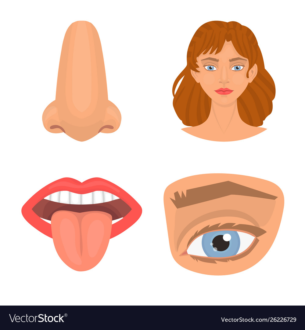 Isolierter Objektkörper und Teilsymbolsatz vector image Isolierter Objektkörper und Teilsymbolsatz