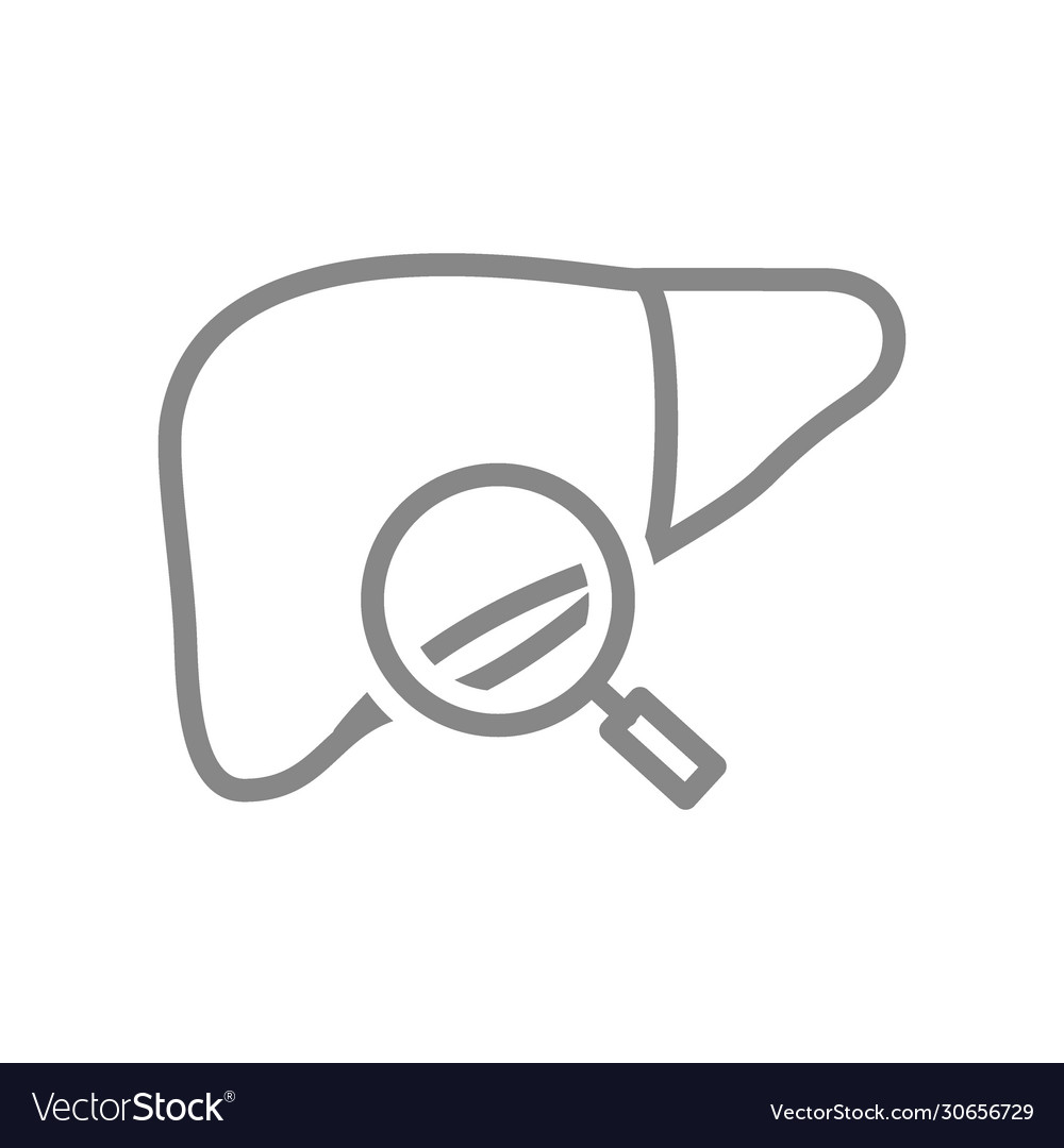 Liver with magnifying glass line icon organ Vector Image