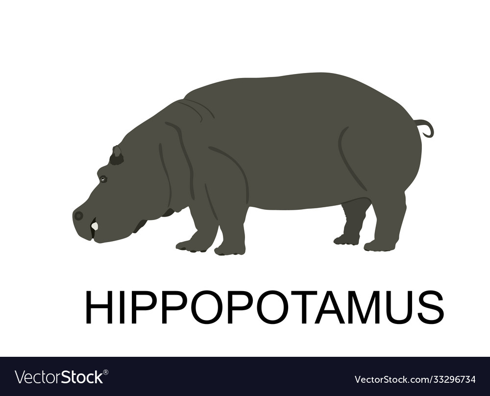 Hippopotamus hippo isolated Royalty Free Vector Image