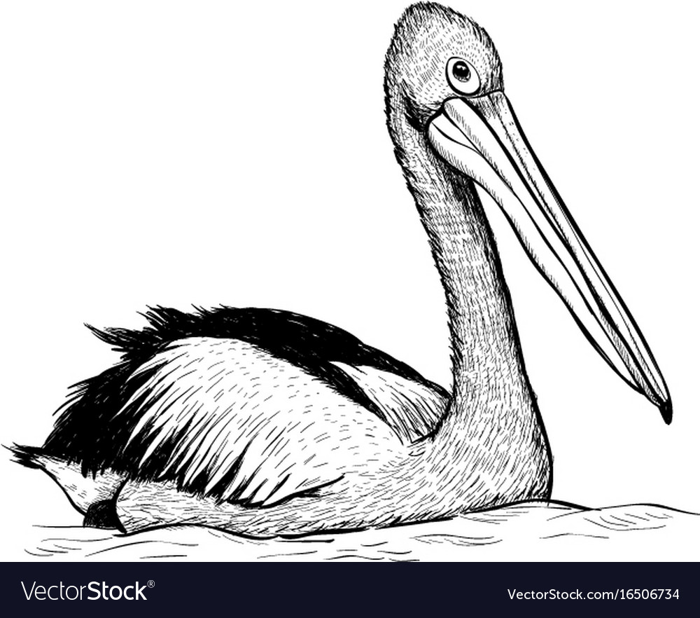 Unique Pelican Sketch Drawing 