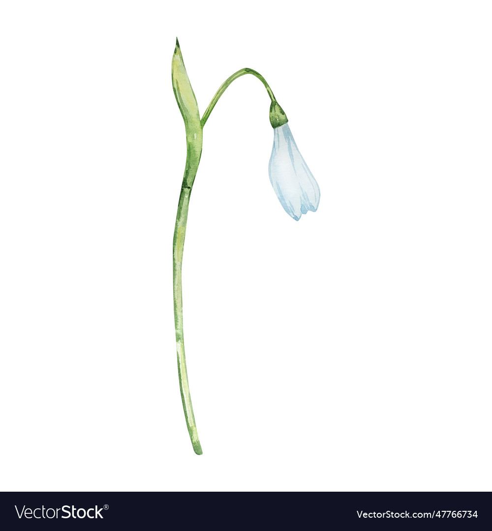January flower of the month snowdrop