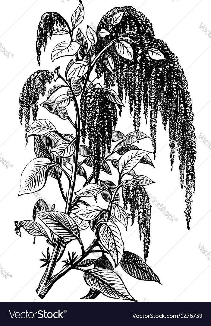 Foxtail amaranth vintage engraving