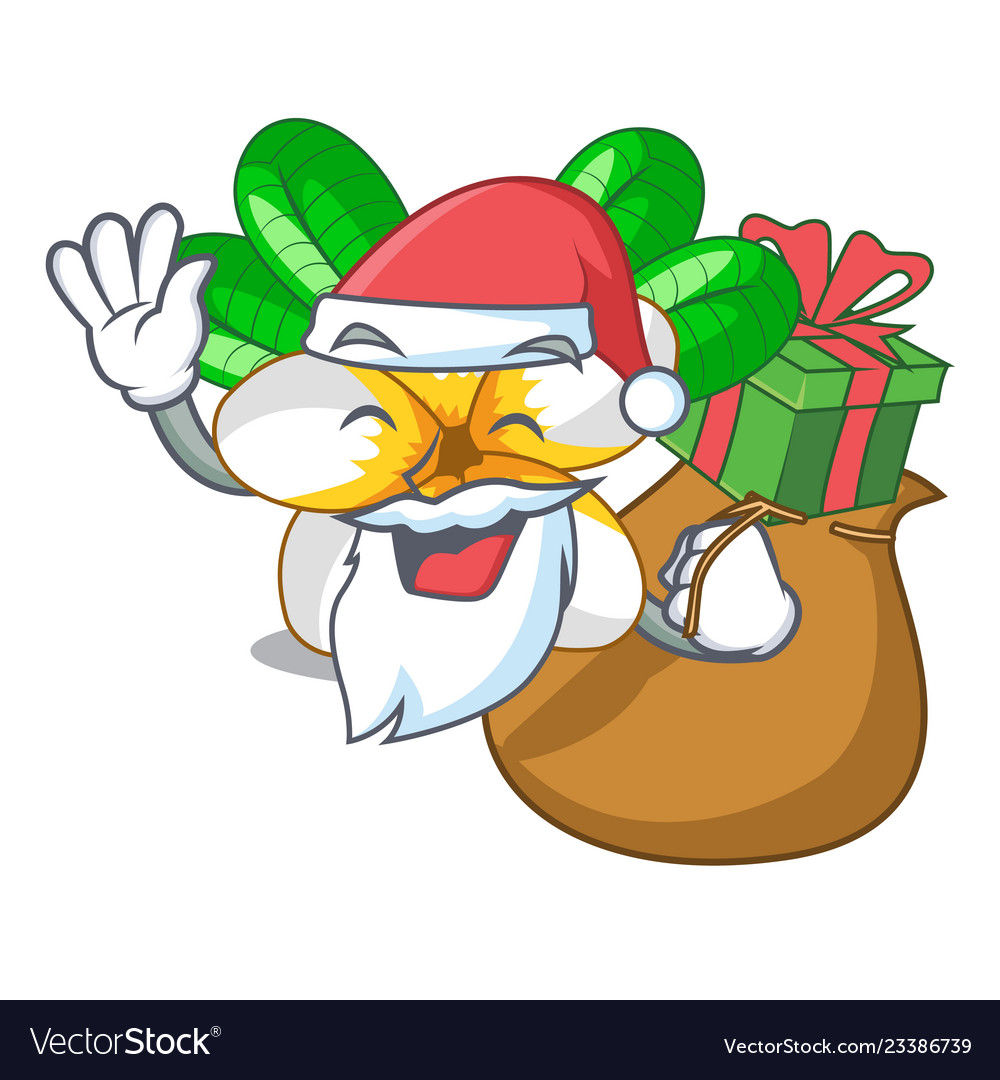 Santa with gift flower frangipani isolated