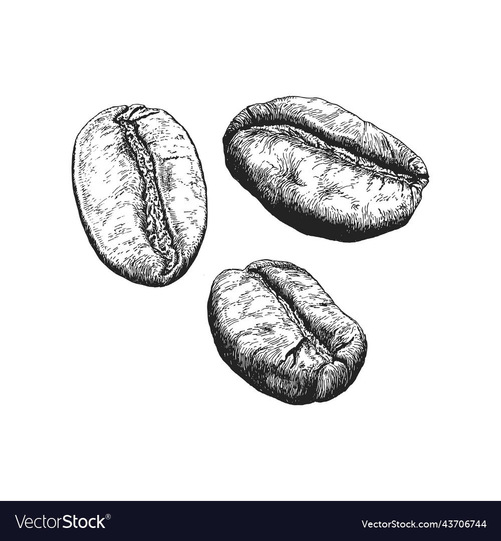 Coffee beans vintage drawing in engraving style