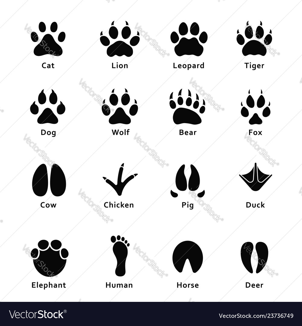 Animals footprints paw prints set different Vector Image