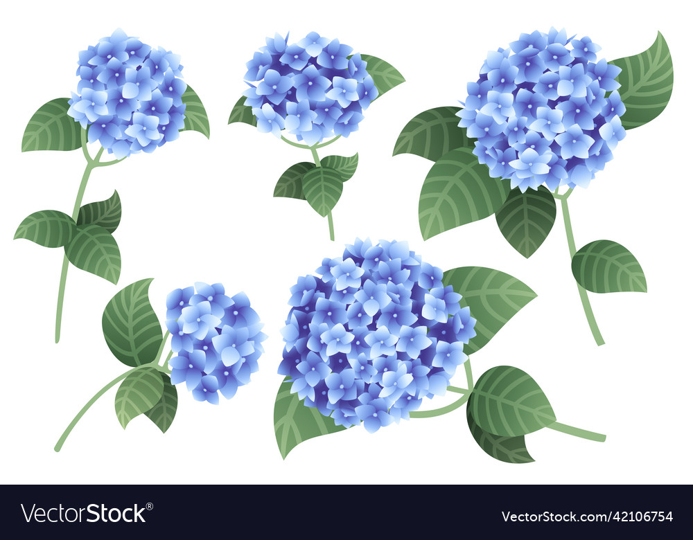 Set of blue hydrangea flowers with green stems