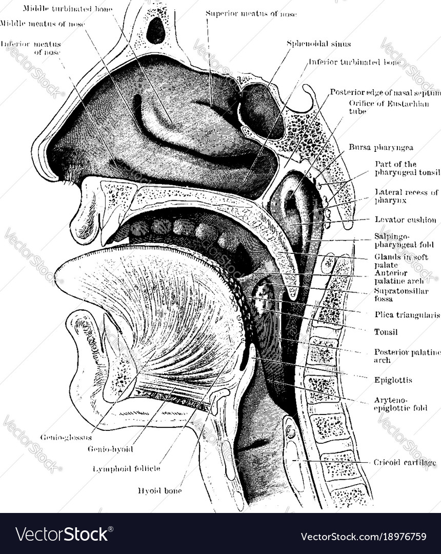 Section head and neck vintage Royalty Free Vector Image