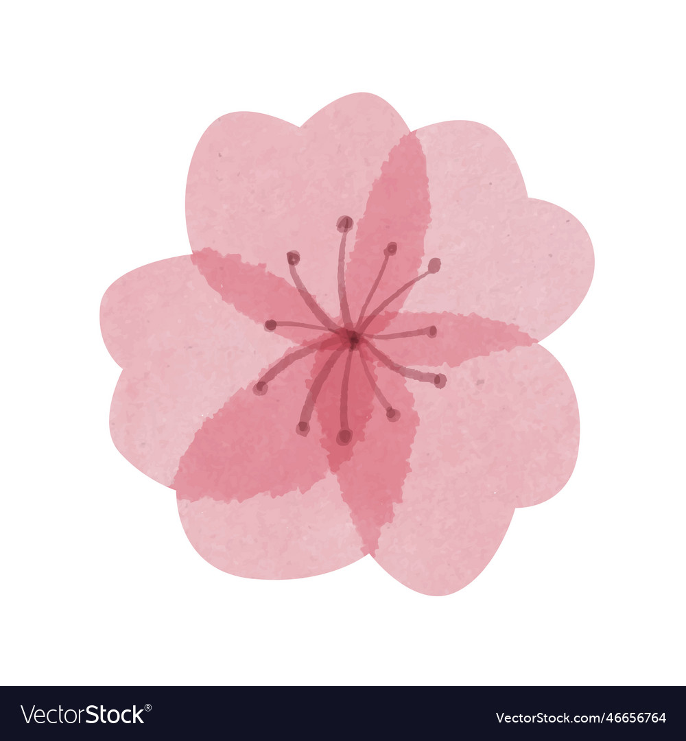 Hand drawn beautiful watercolor sakura flower Vector Image