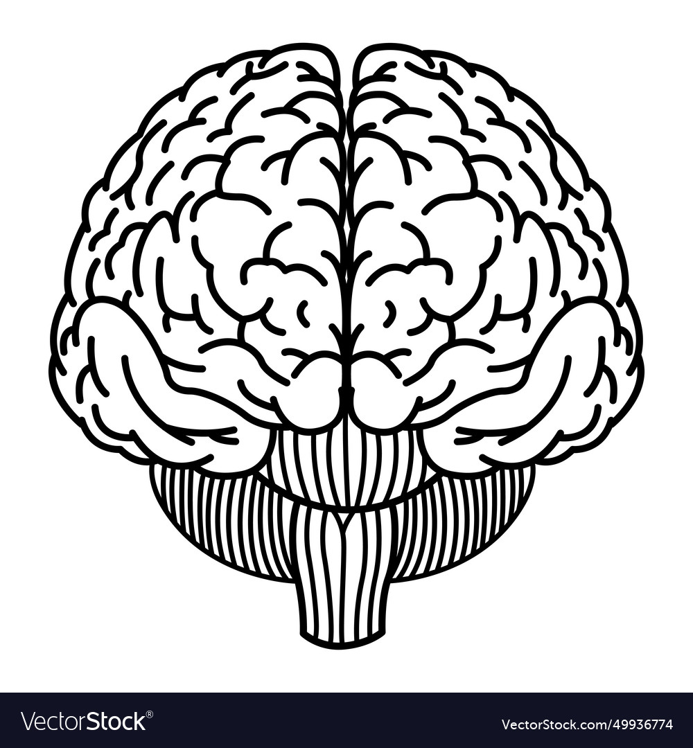 Human brain front for coloring Royalty Free Vector Image