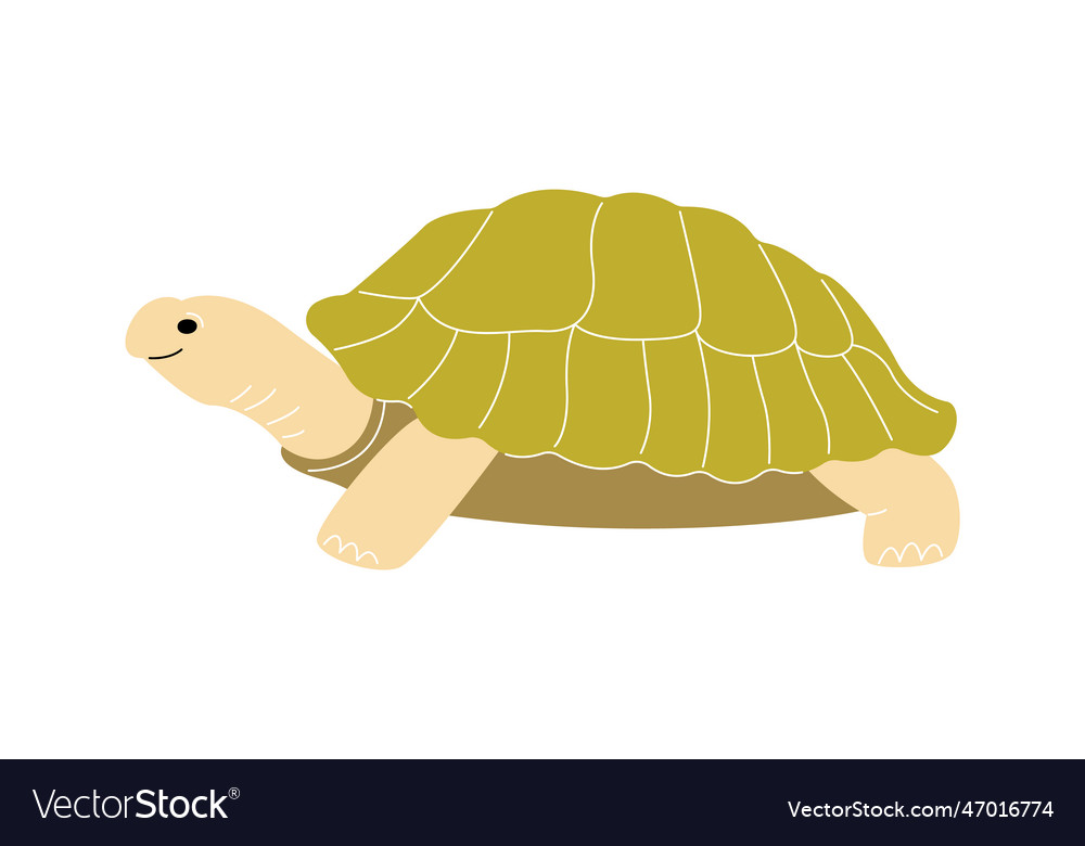 Turtle reptile animal