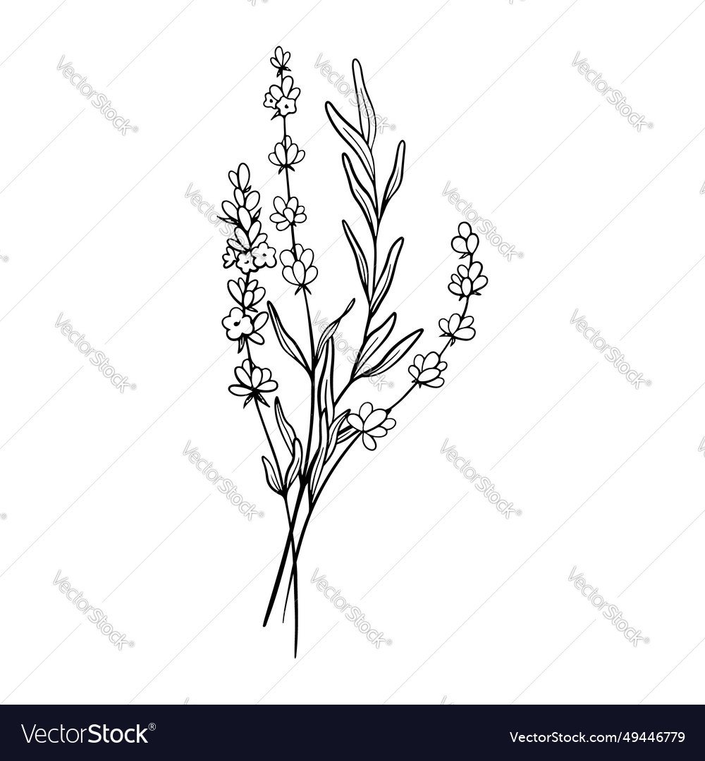 Bouquet of lavender flower line art drawing hand Vector Image