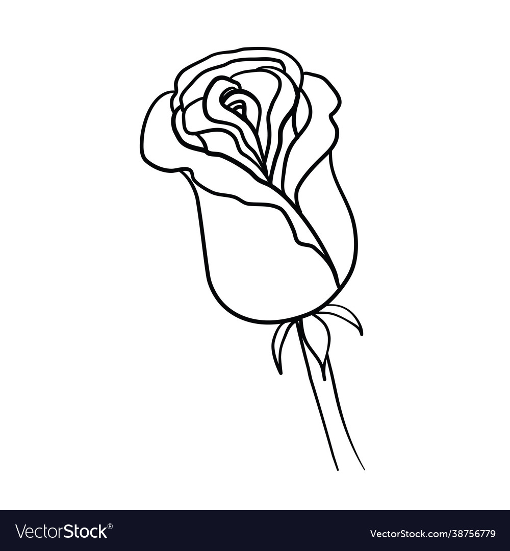 Rose sketch black outline on white background