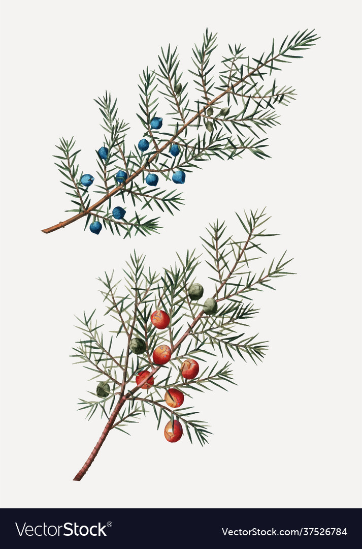 Common and prickly juniper