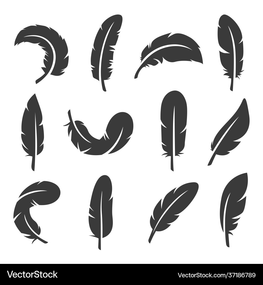 Black feather collection Royalty Free Vector Image