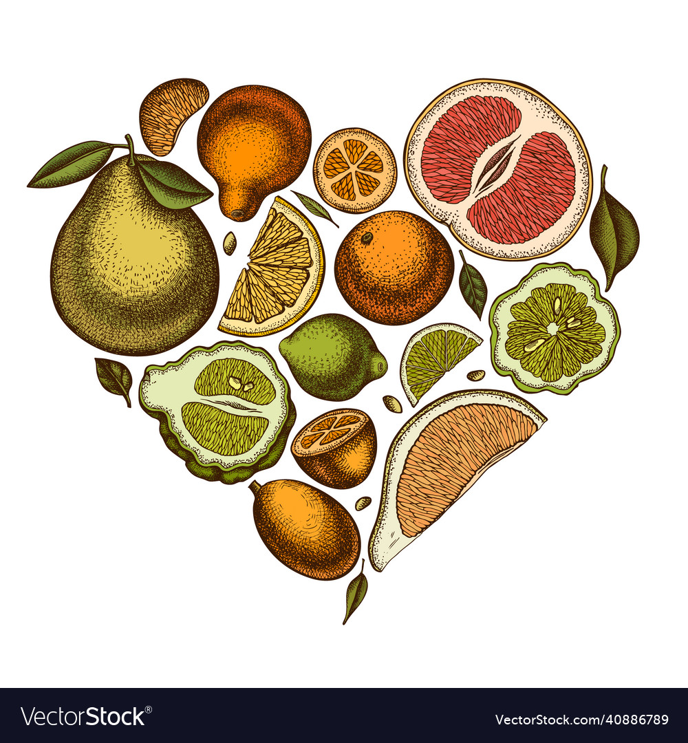 Citrus heart vintage design hand drawn kumquat Vector Image