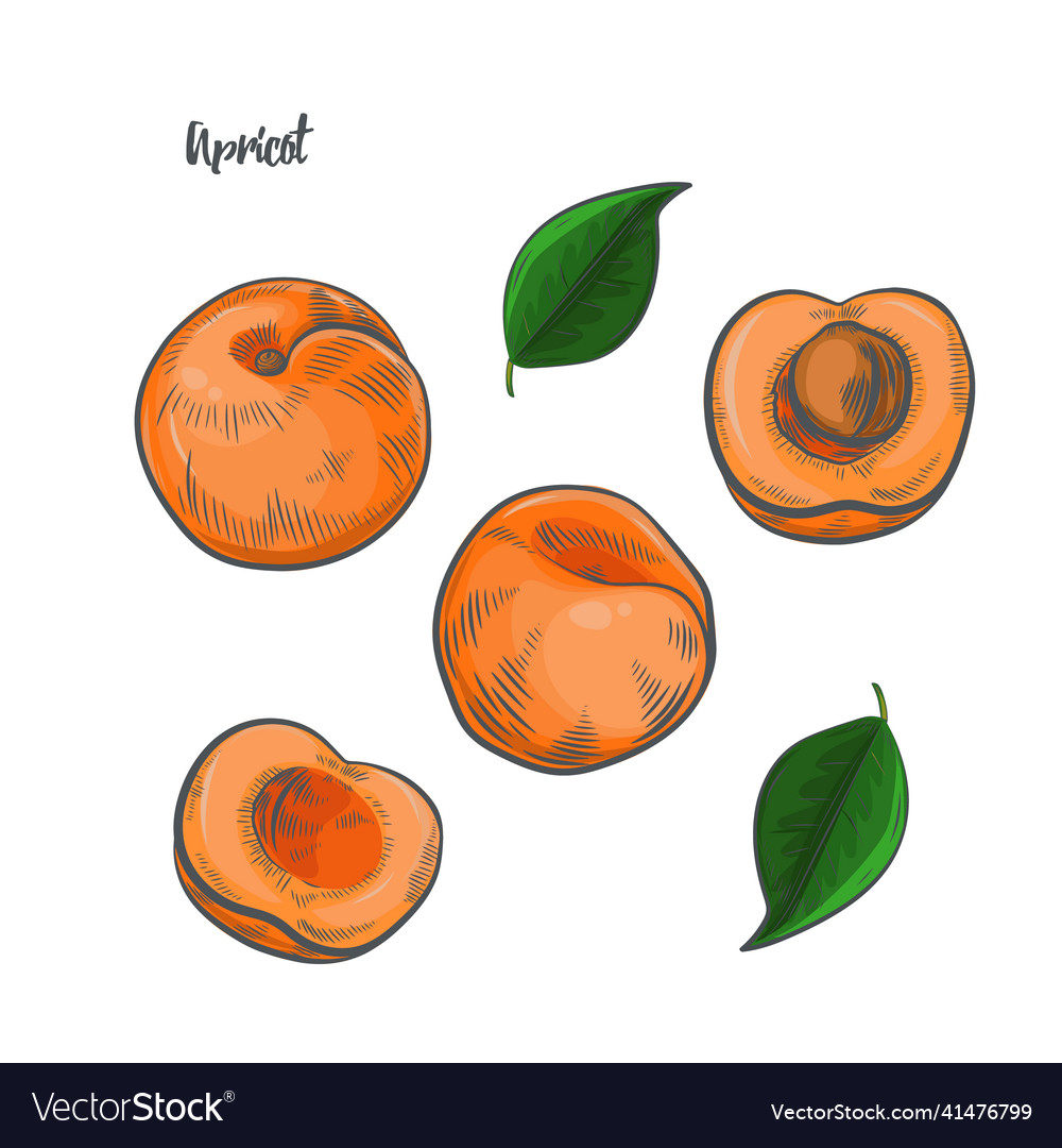 Apricot fruit sketch