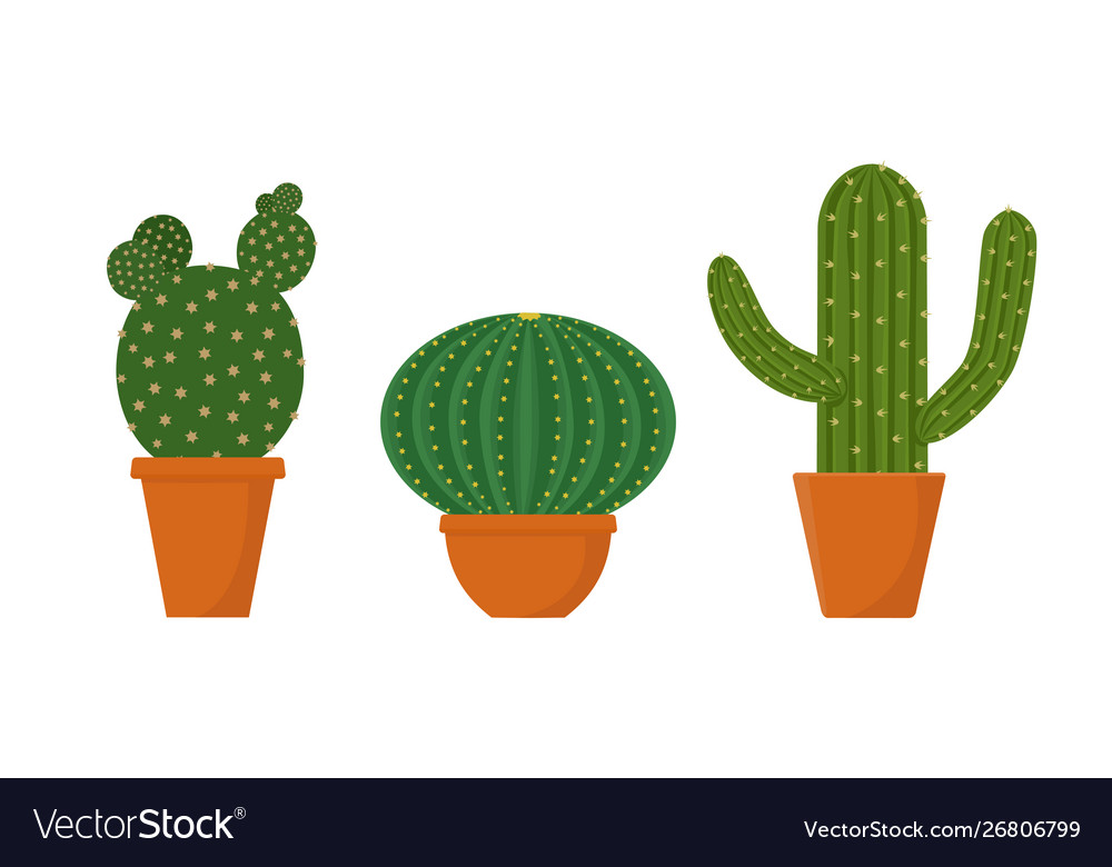 Set cacti potted isolated on white background