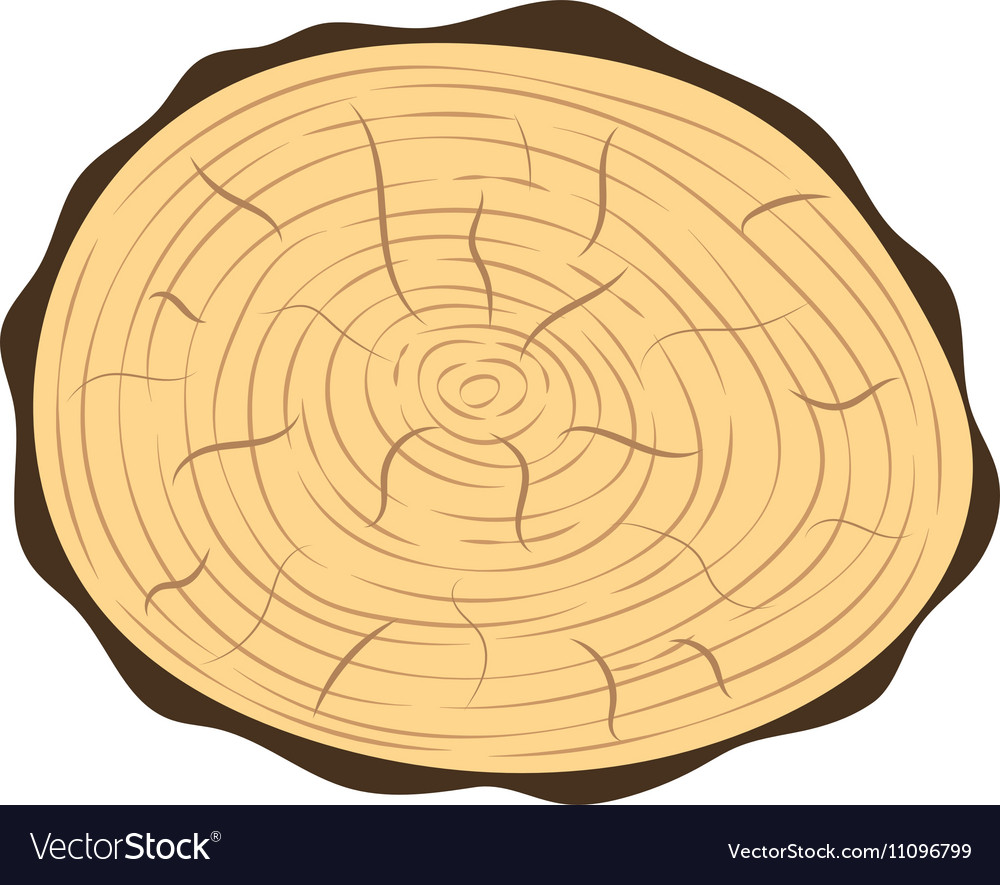 Tree slice isolated