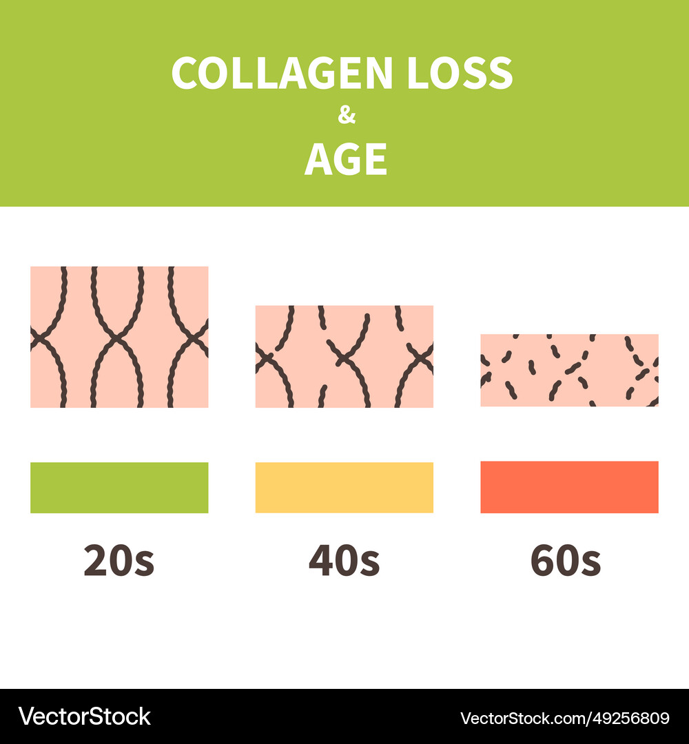 Collagen & Skin Aging Process – Royalty-Free Vector | VectorStock