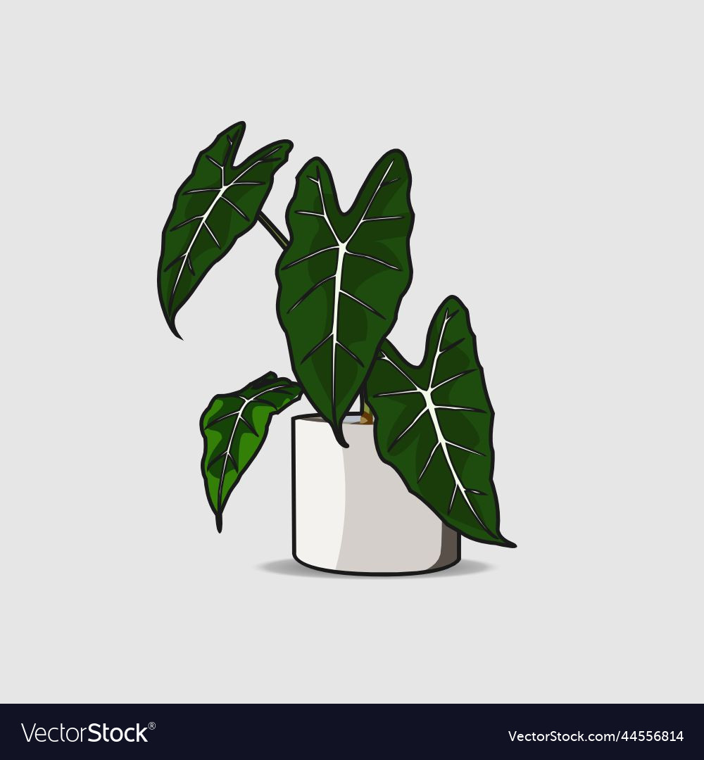 Alocasia frydek plant design Royalty Free Vector Image