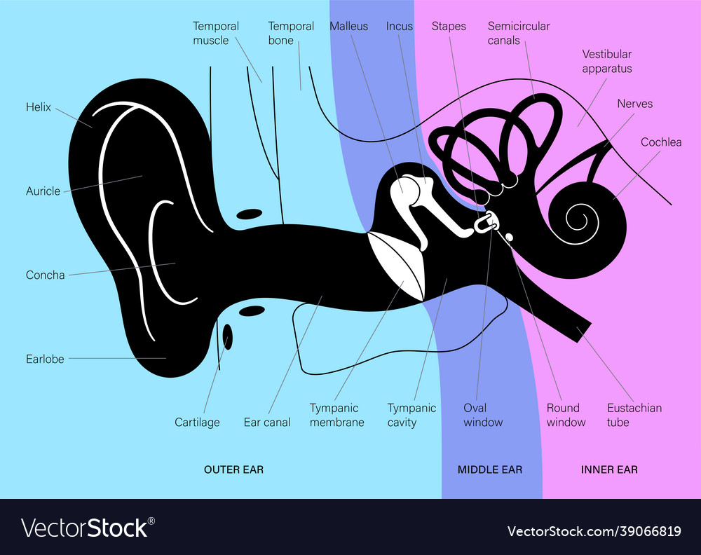 Ear anatomy diagram Royalty Free Vector Image - VectorStock