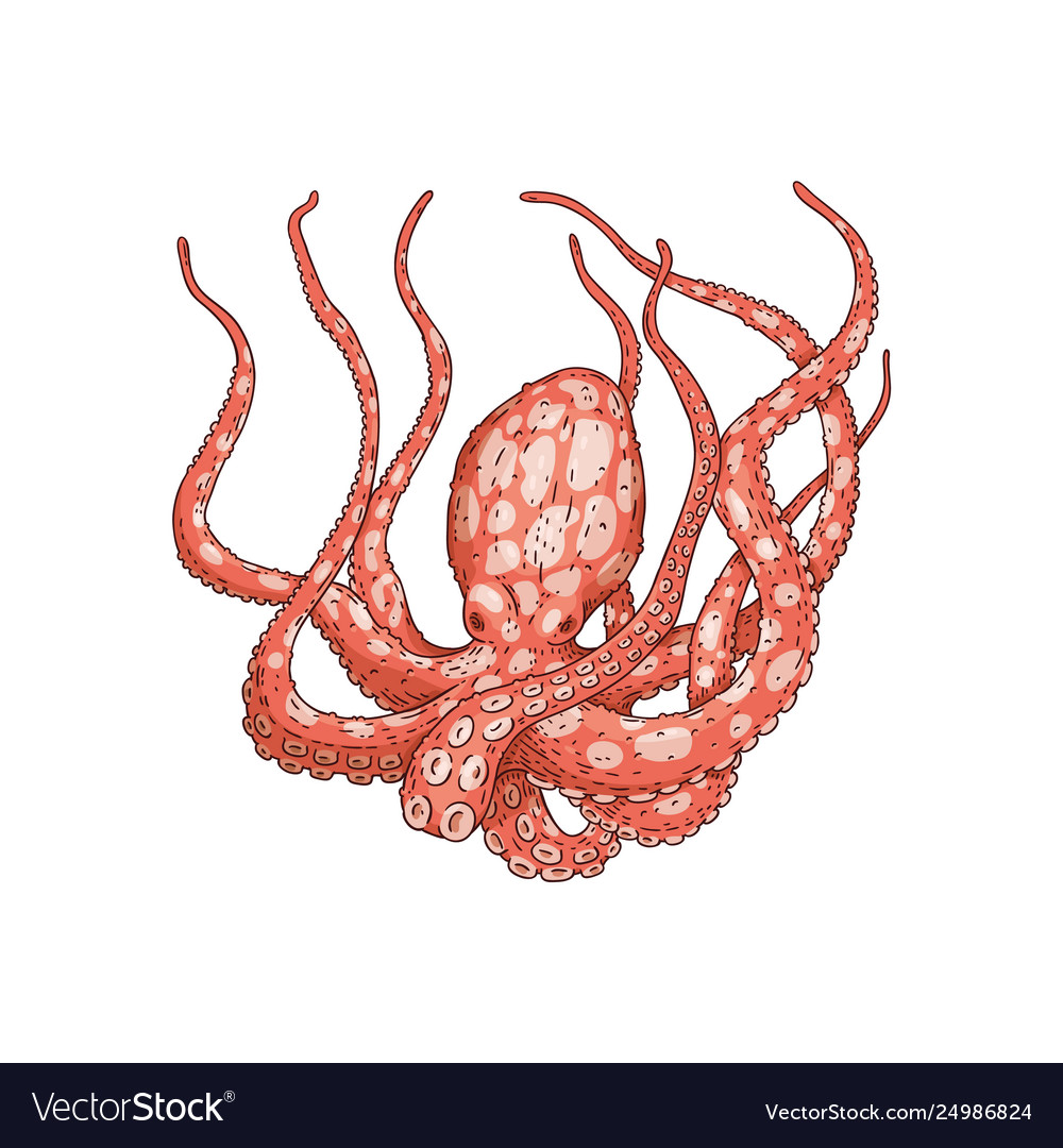 Hand drawn designed red corall sea octopus element