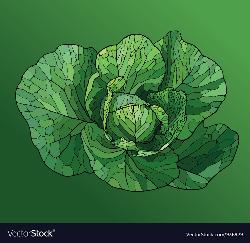 Heads Cabbage Close Up Royalty Free Vector Image