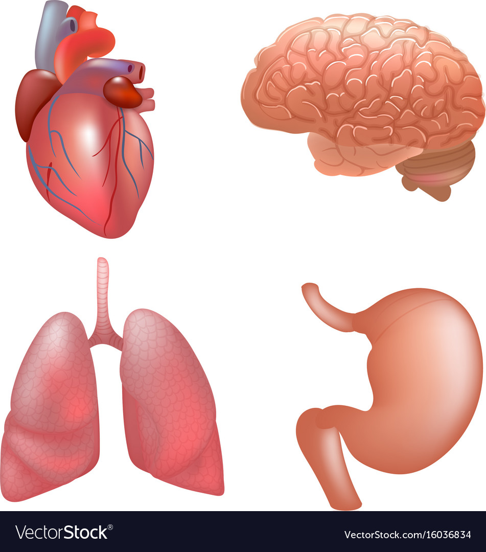 Realistic human organs set anatomy Royalty Free Vector Image