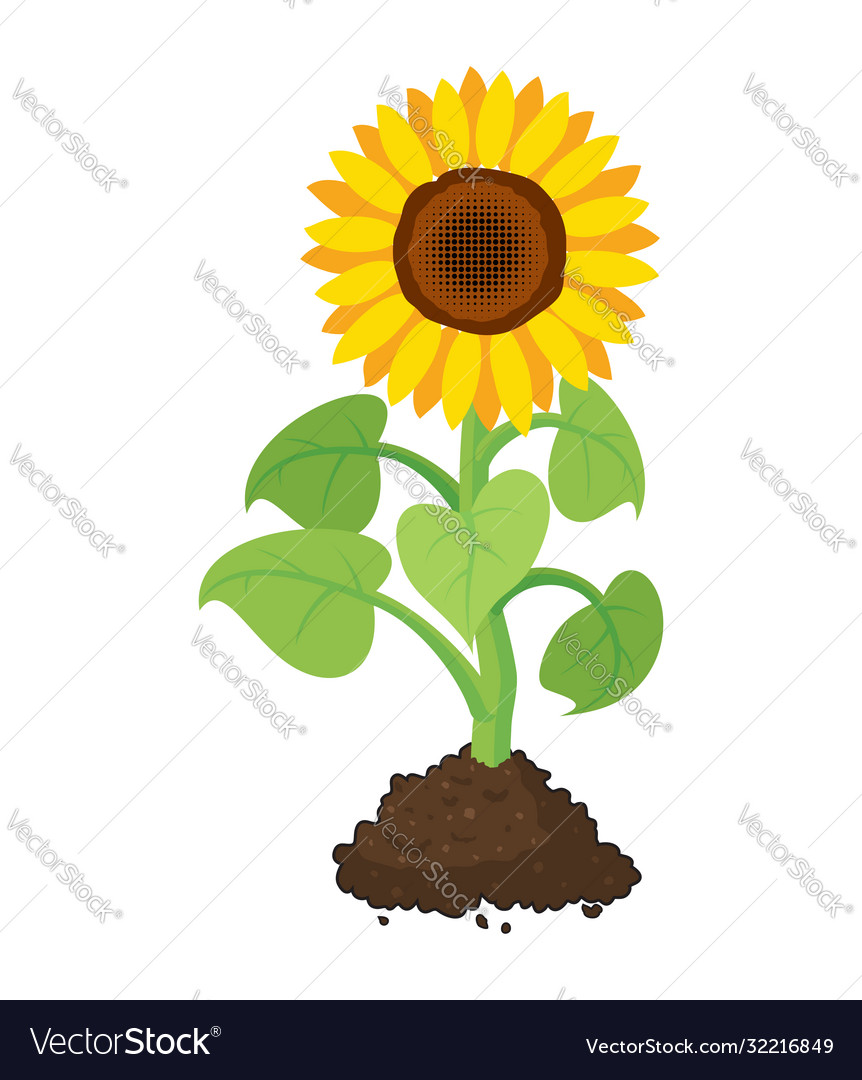 Cartoon garden sunflower grow in soil Royalty Free Vector Cartoon garden sunflower grow in soil Royalty Free Vector