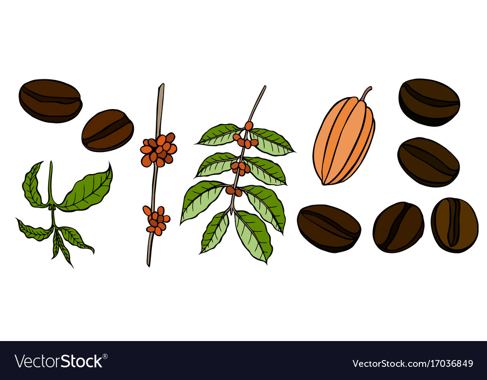Hand drawn cocoa beans set in color