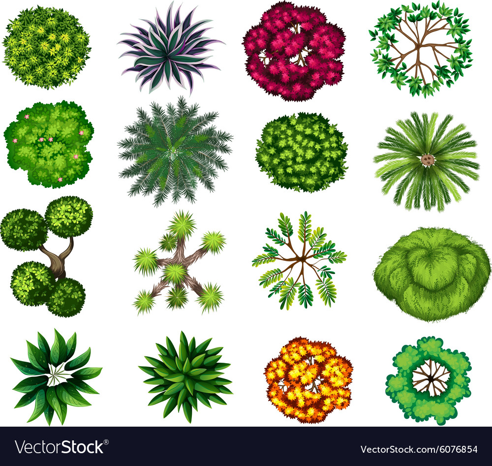 Collection of Diverse Plants