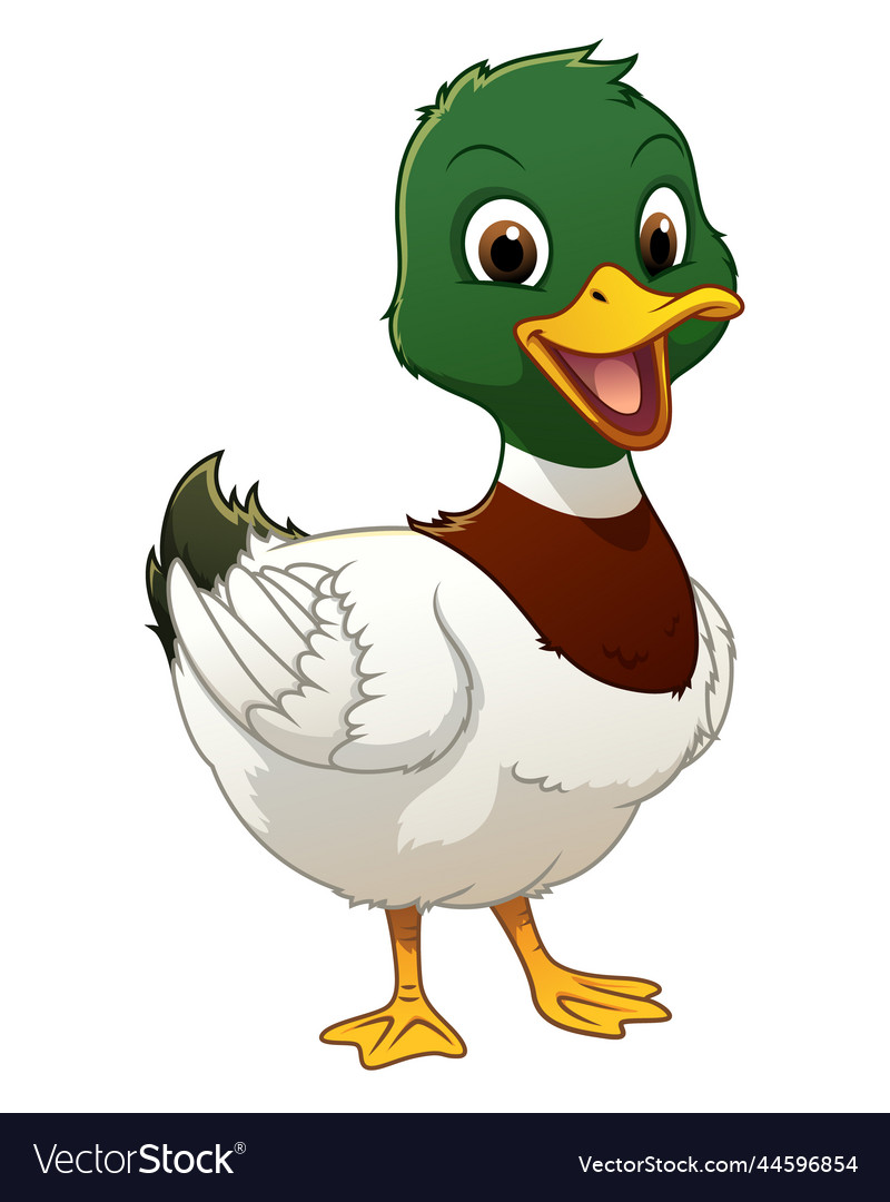 Little mallard duck cartoon animal Royalty Free Vector Image