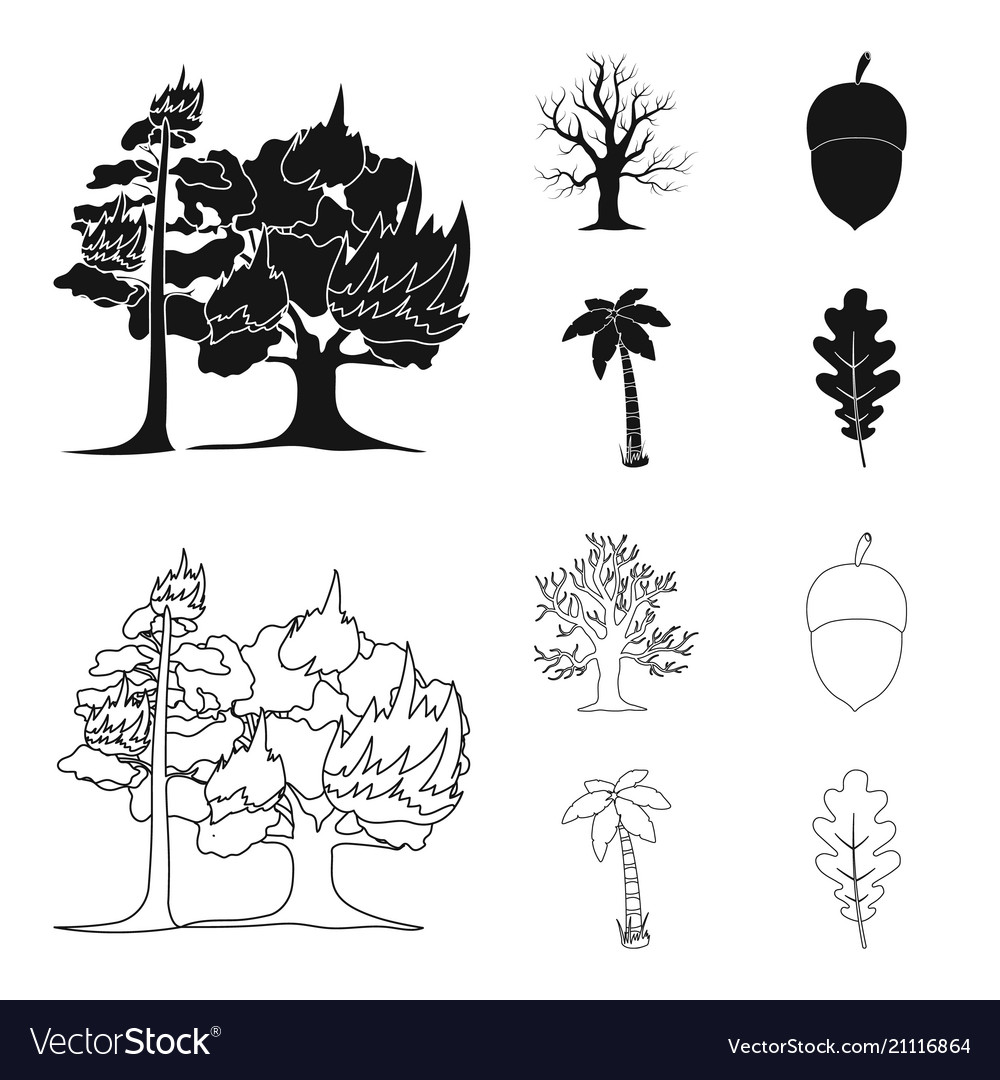 Burning tree palm acorn dry treeforest set