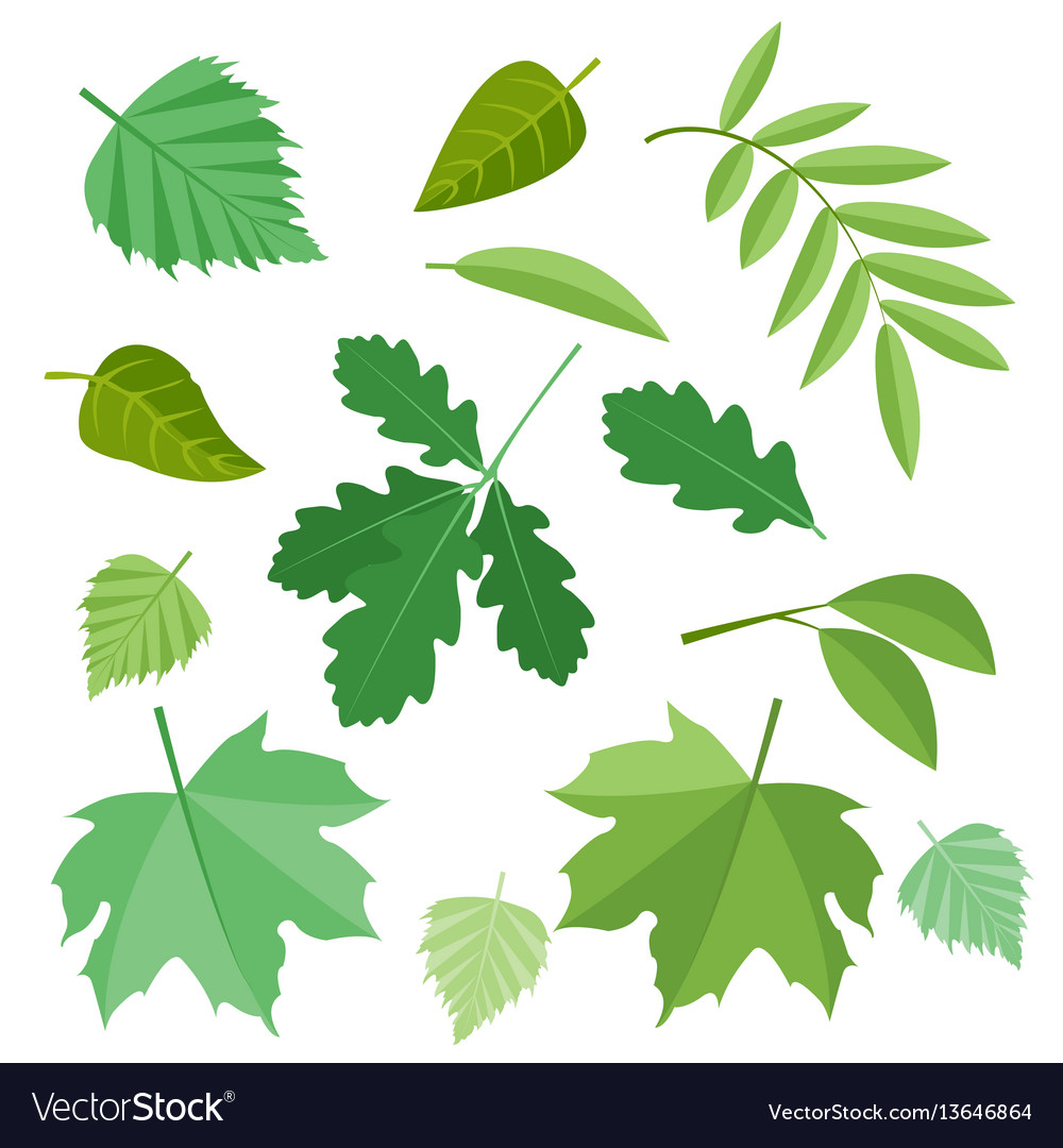 Collection of green leaves Royalty Free Vector Image