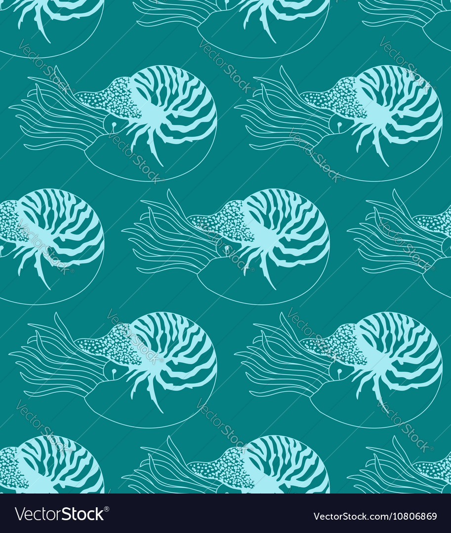 Nautilus Shell Pattern