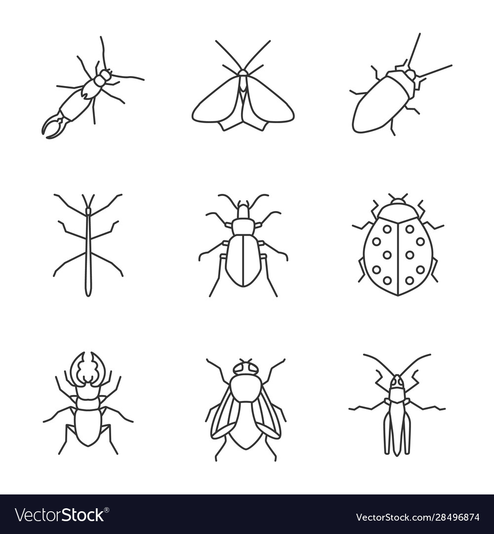 Insects linear icons set Royalty Free Vector Image