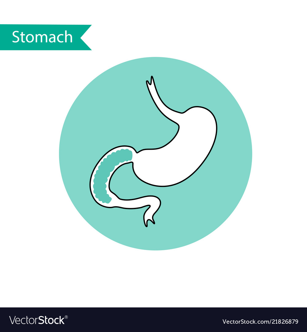 Isolated of stomach Royalty Free Vector Image - VectorStock