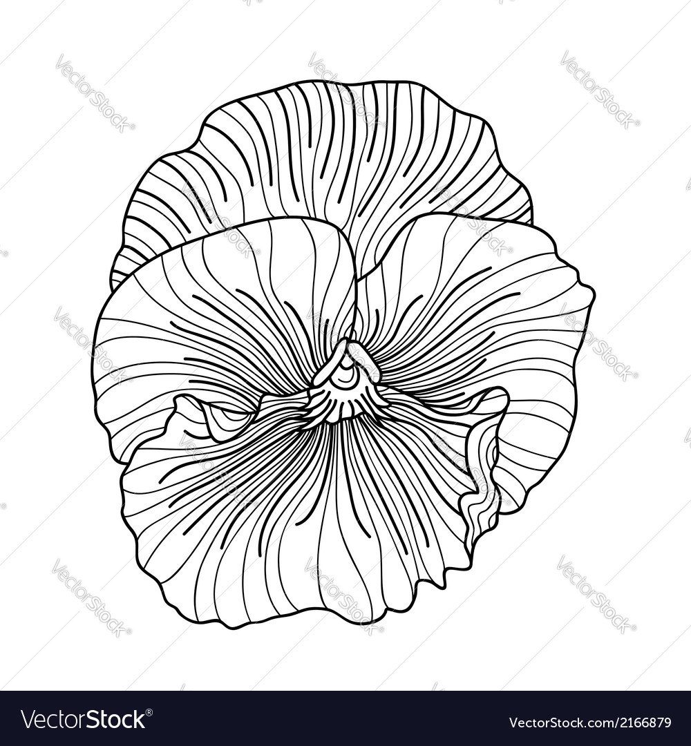 Pansy flower drawing