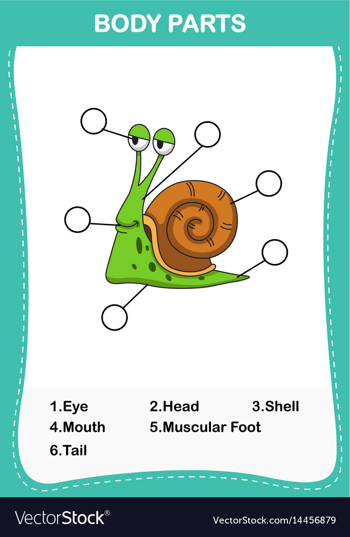 Snail vocabulary part of body Royalty Free Vector Image