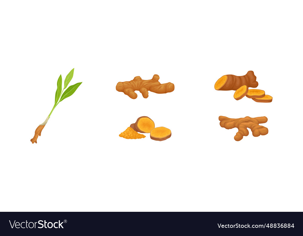 Ginger plant with root as aromatic spice Vector Image