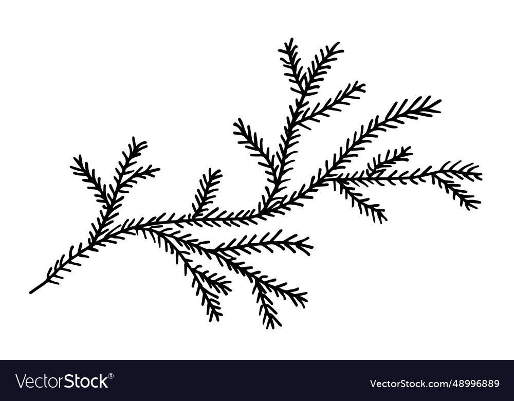 Branch of fir tree in hand drawn style design