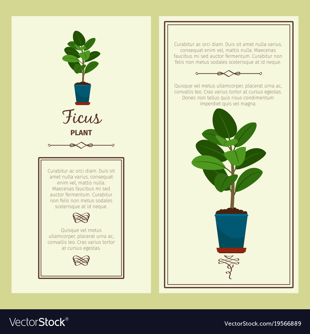 Greeting card with ficus plant