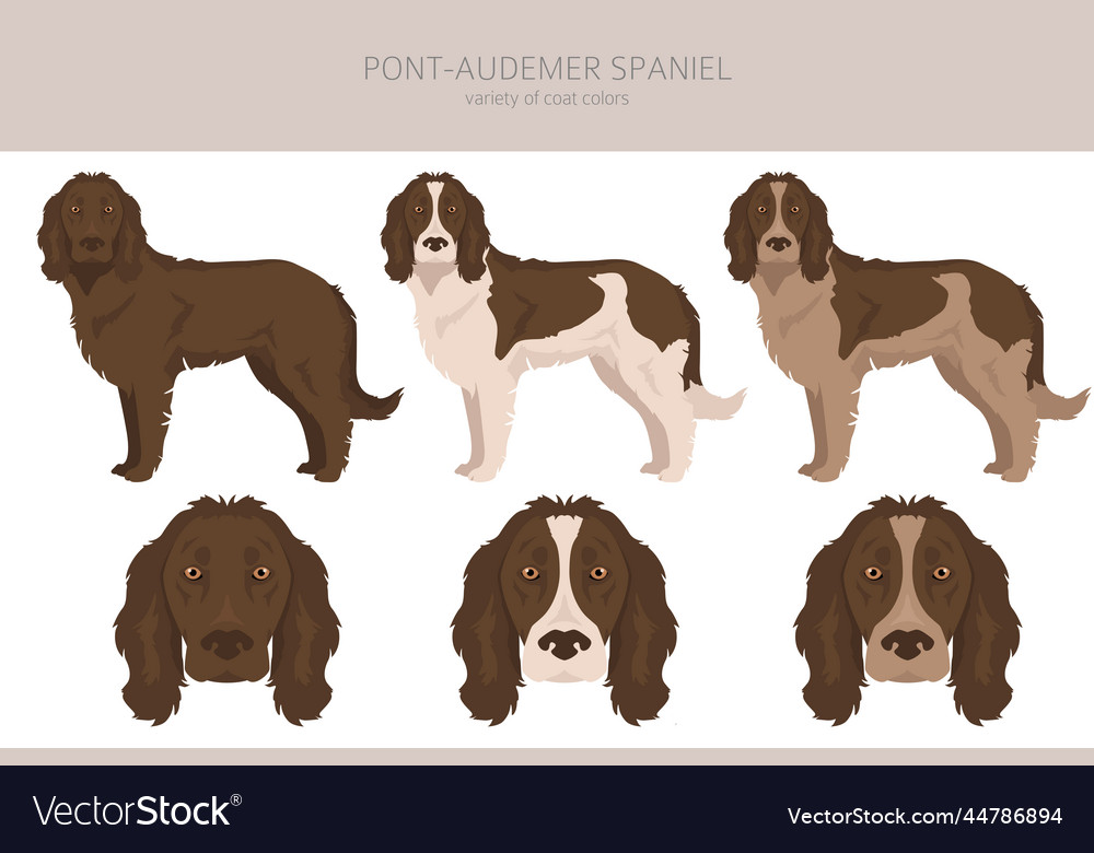 is the pont audemer spaniel legal in france