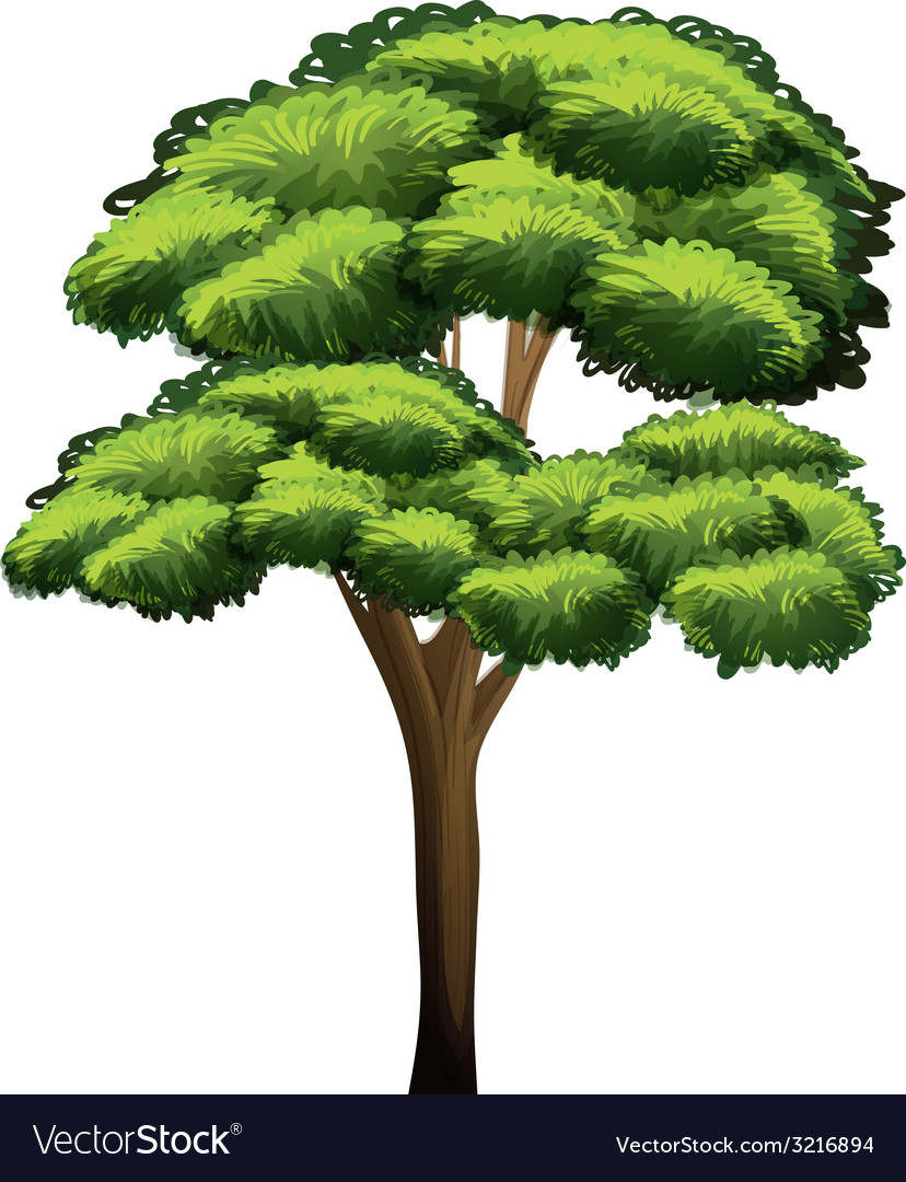 Tree Royalty Free Vector Image - VectorStock