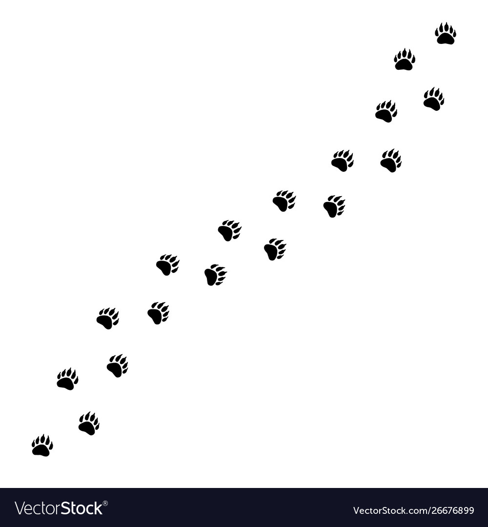 Bear Footprint Steps on Black Path