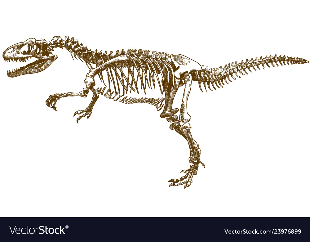 Скелет тираннозавра рисунок