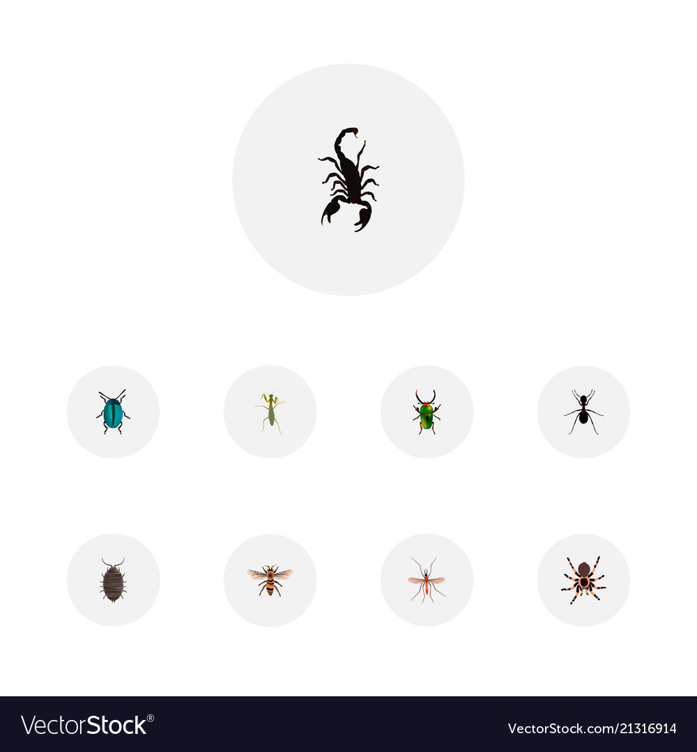 Set of bug realistic symbols with housefly vector image Set of bug realistic symbols with housefly